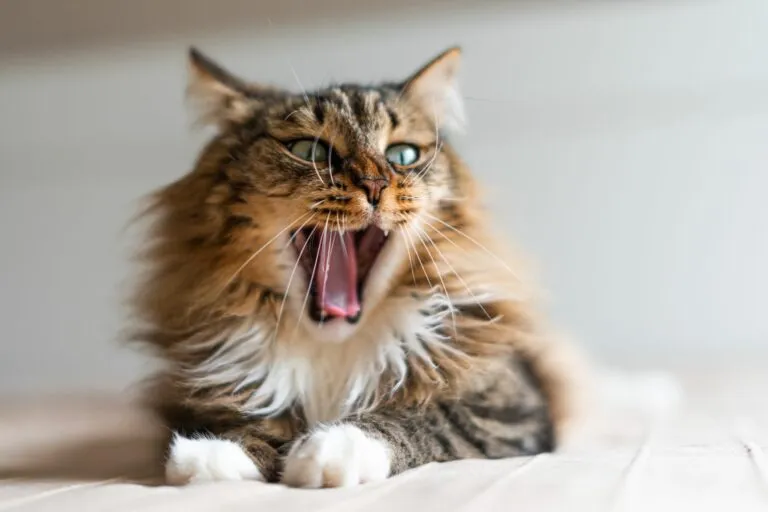 Katze mit offenem Maul und Mundgeruch Katze mit Mundgeruch
