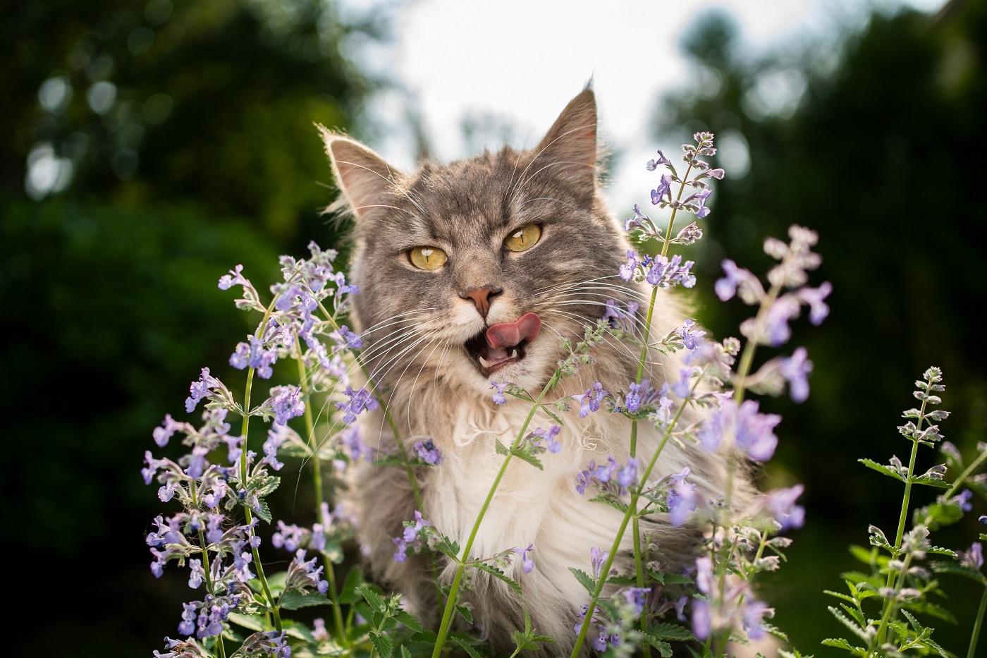 Ein Highlight für viele Katzen: frische oder getrocknete Katzenminze.