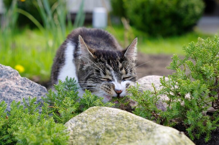 Katze frisst giftige Pflanze