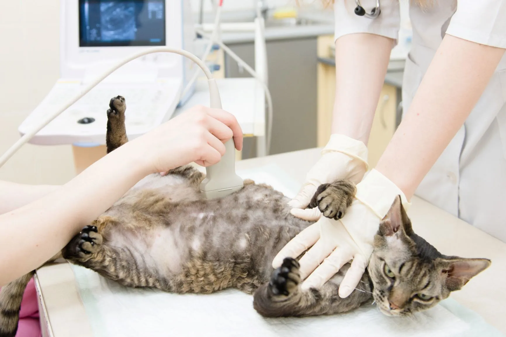 Trächtigkeit bei der Katze wird mittels Ultraschall festgestellt Untersuchung Trächtigkeit bei der Katze mit Ultraschall