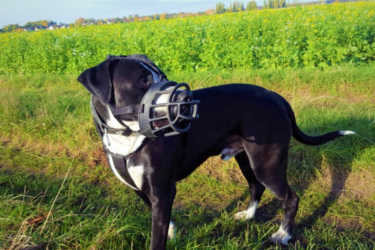 Hund mit Maulkorb beim Spaziergang