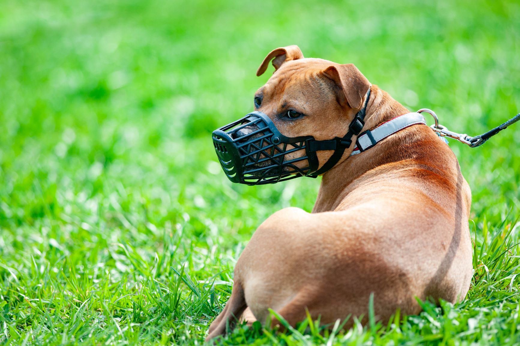 Maulkorbpflicht beim Hund