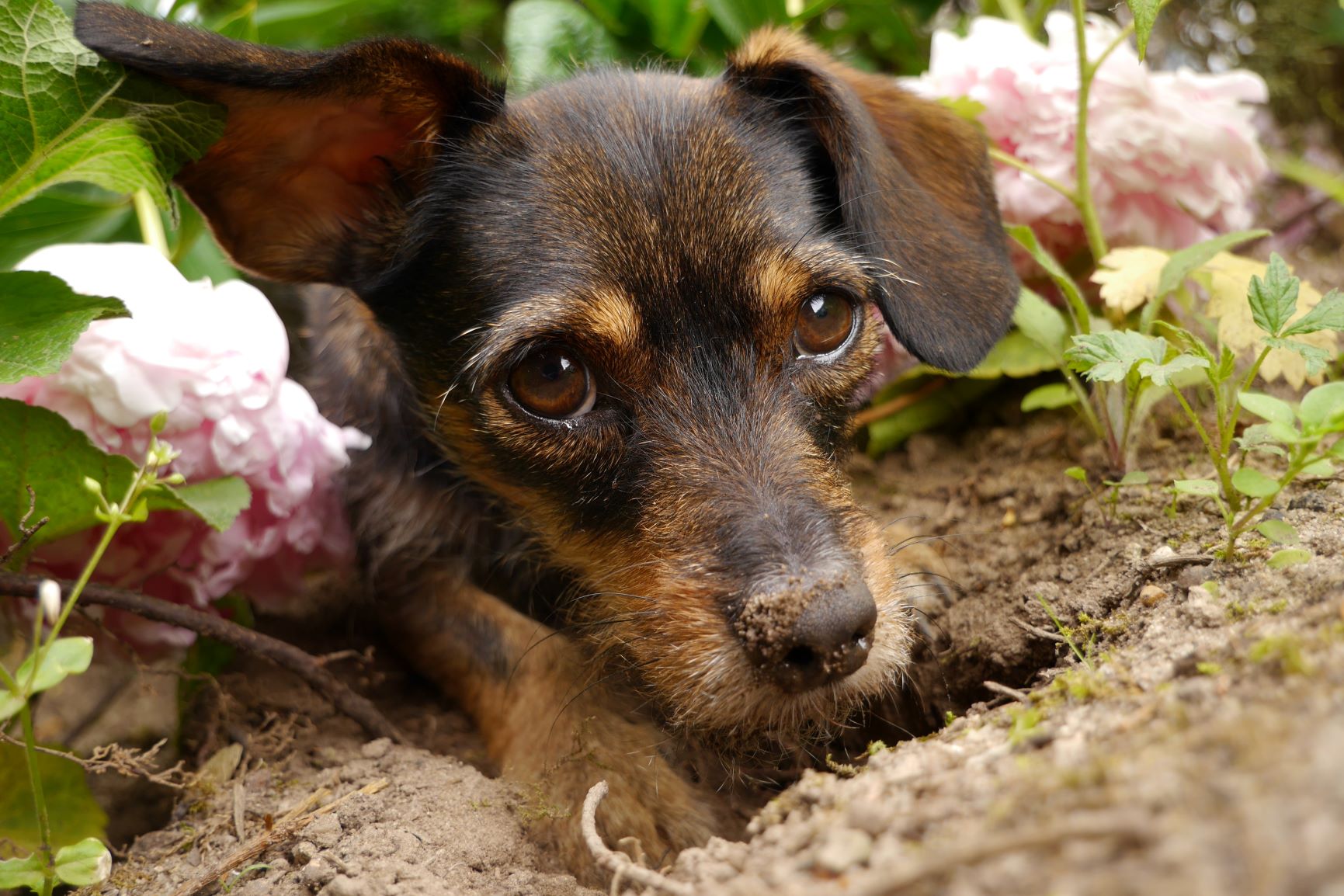 Hund von Loch im Garten