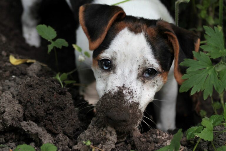 Hund buddelt im Garten