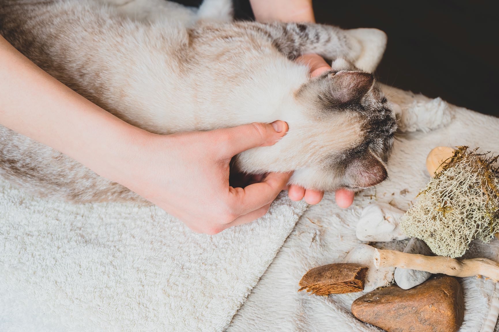 Katzenmassage am Nacken