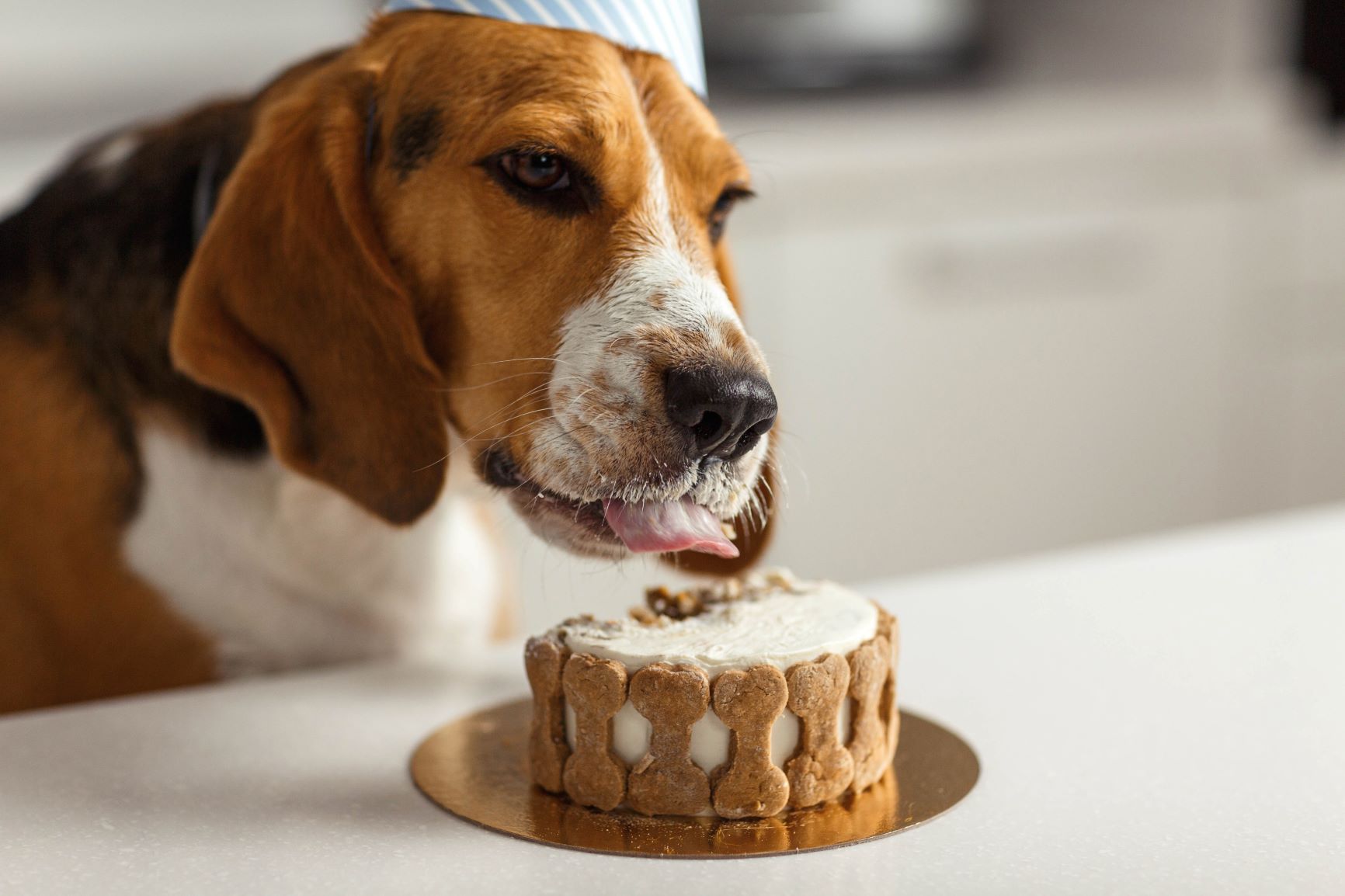 Hund feiert Geburtstag mit Hundekuchen.