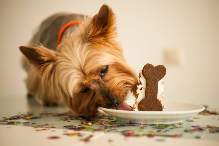 Hund frisst einen gebackenen Hundekuchen