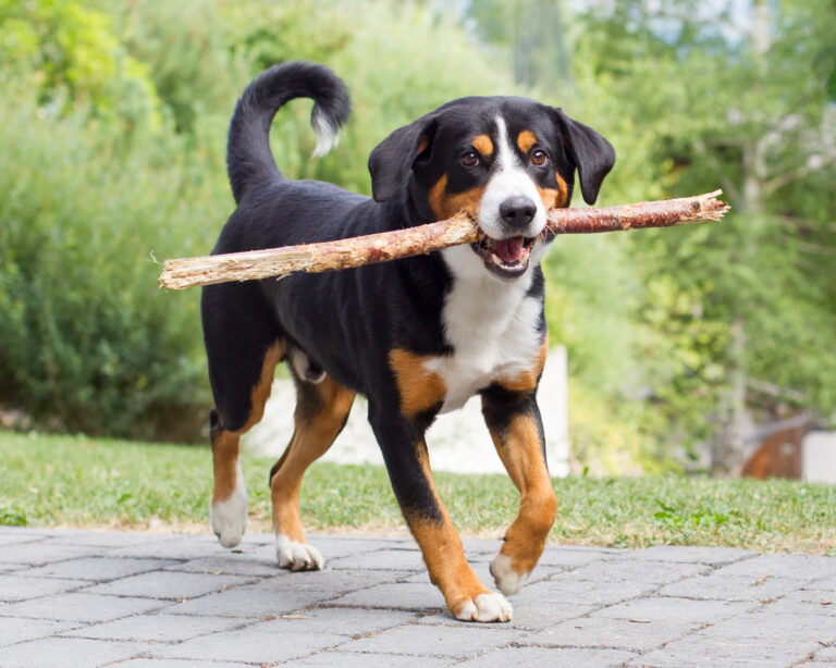 Entlebucher Sennenhund mit Stöckchen