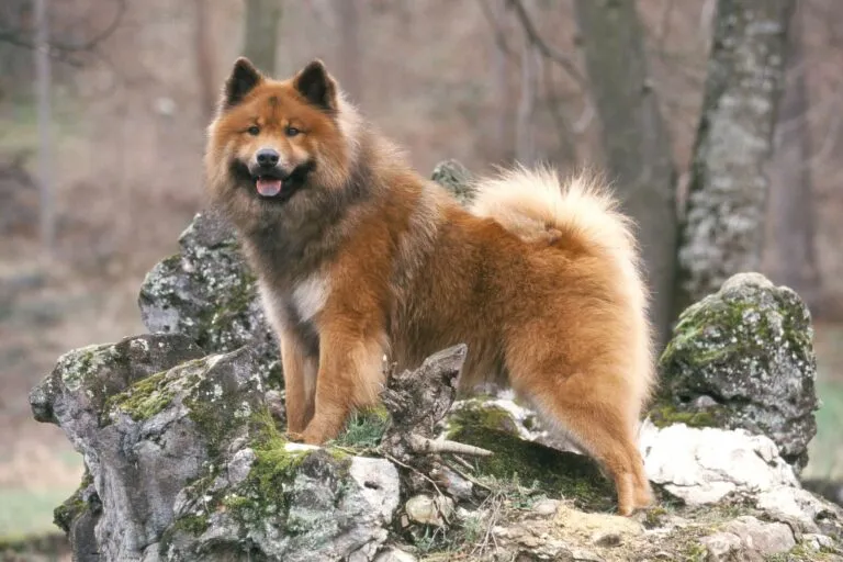 Eurasier Hund im Wald