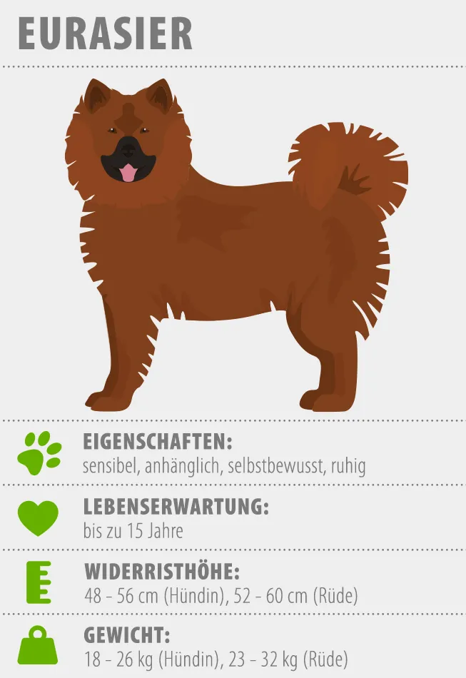 Merkmale Eurasier Hund