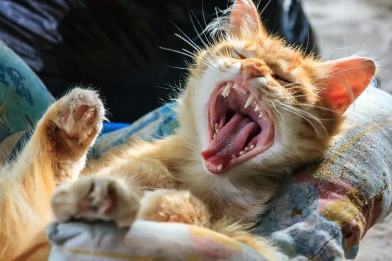 Katze gähnt und zeigt ihr Gebiss Zahnwechsel bei der Katze