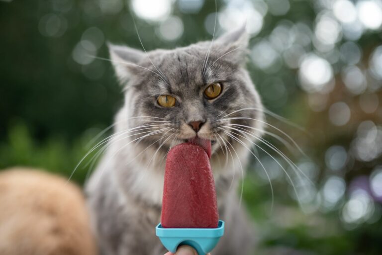 Katzeneis selber machen für Maine Coon