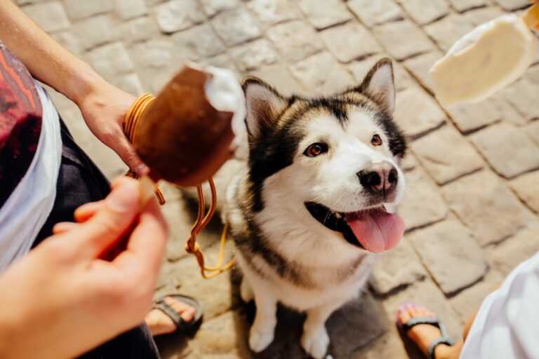 Hundeeis selber machen für Husky