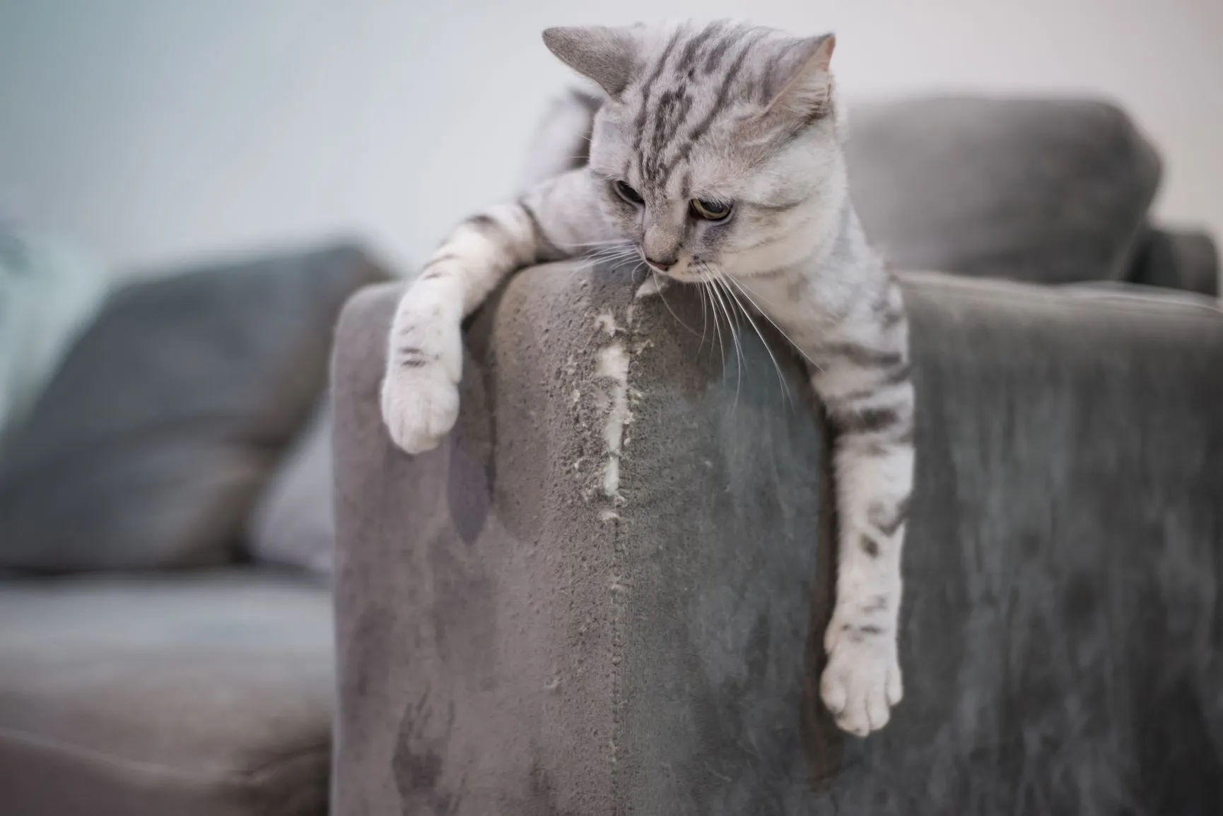 Hilfe, meine Katze kratzt am Sofa! Was tun? | zooplus.at