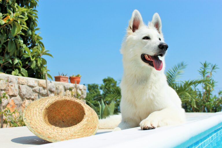 Sonnenschutz für Hunde