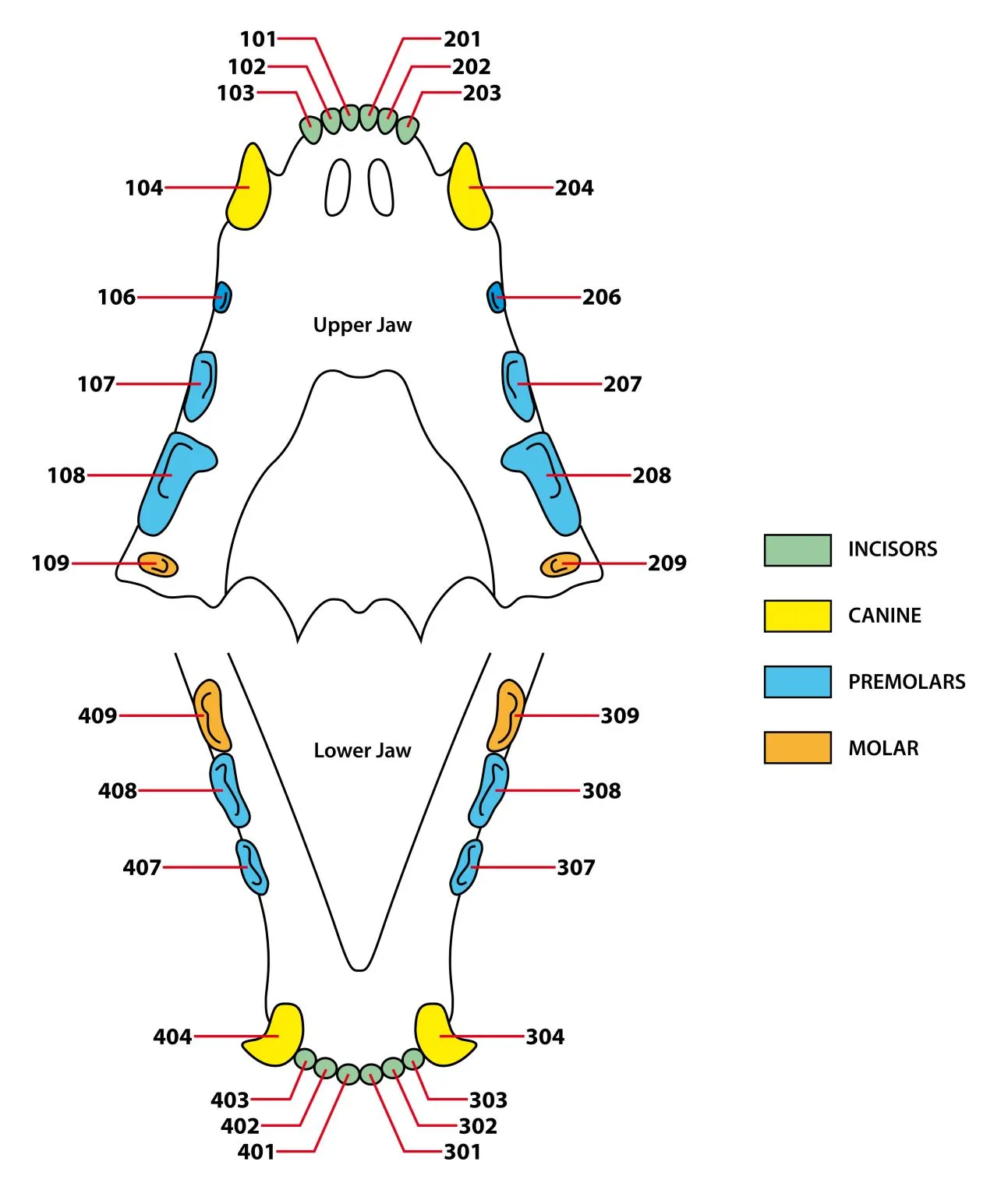 Schematische Darstellung eines Katzengebisses Darstellung Katzengebiss