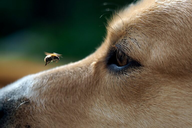 Bienenstich beim Hund Biene