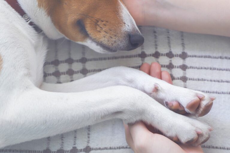 Hund einschläfern