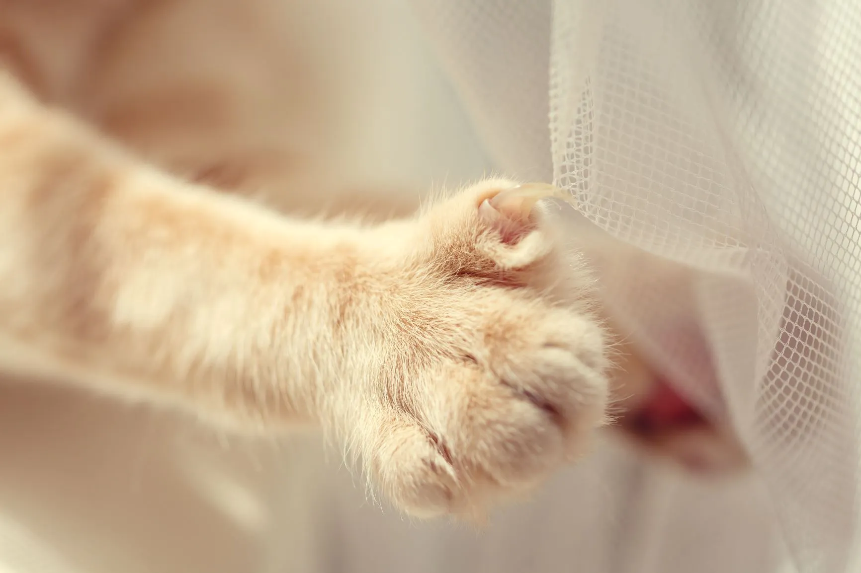 Katzenkrallen verheddern sich in einem Vorhang Lange Katzenkrallen Vorhang