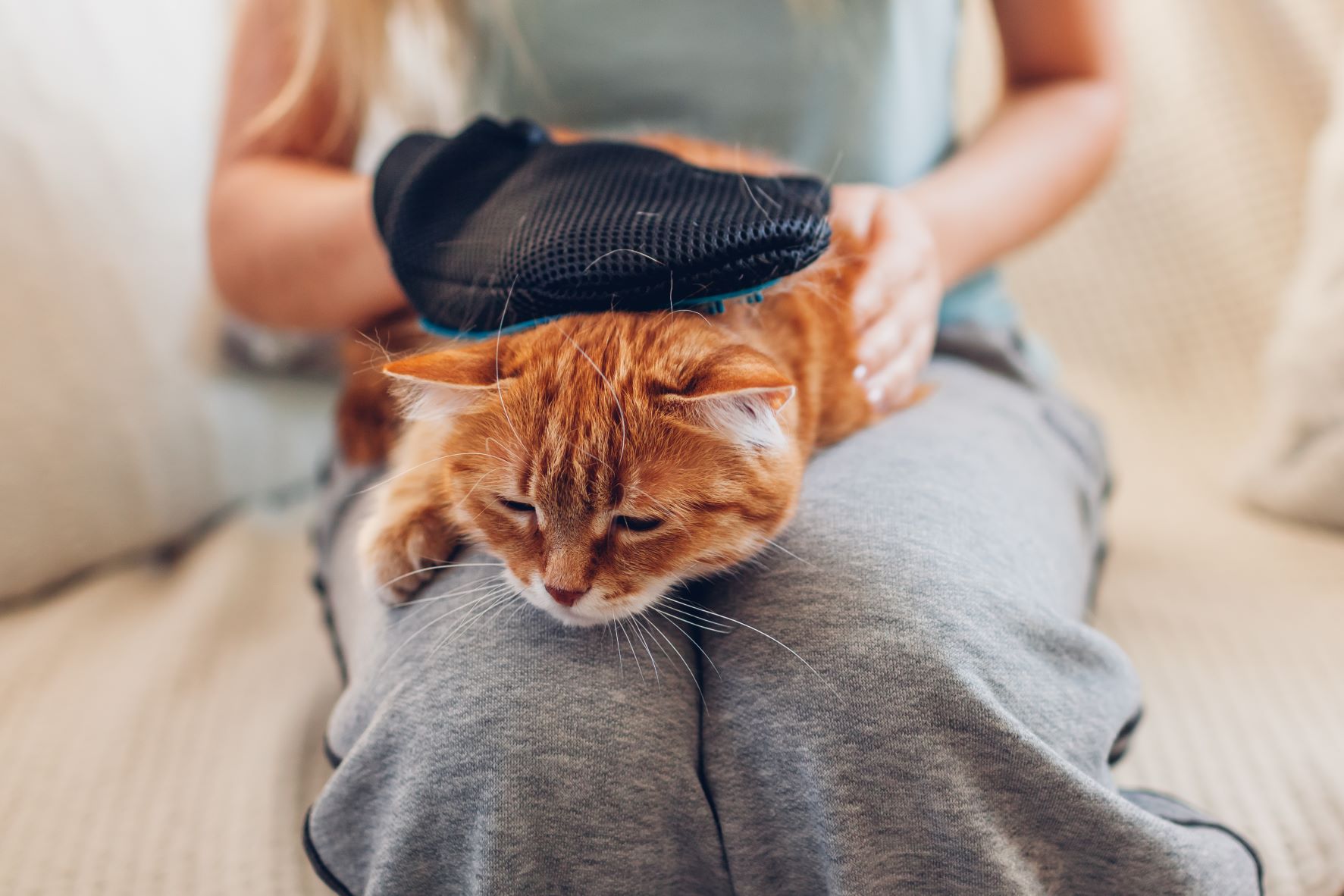 Katze Fellpflege mit Fellhandschuh