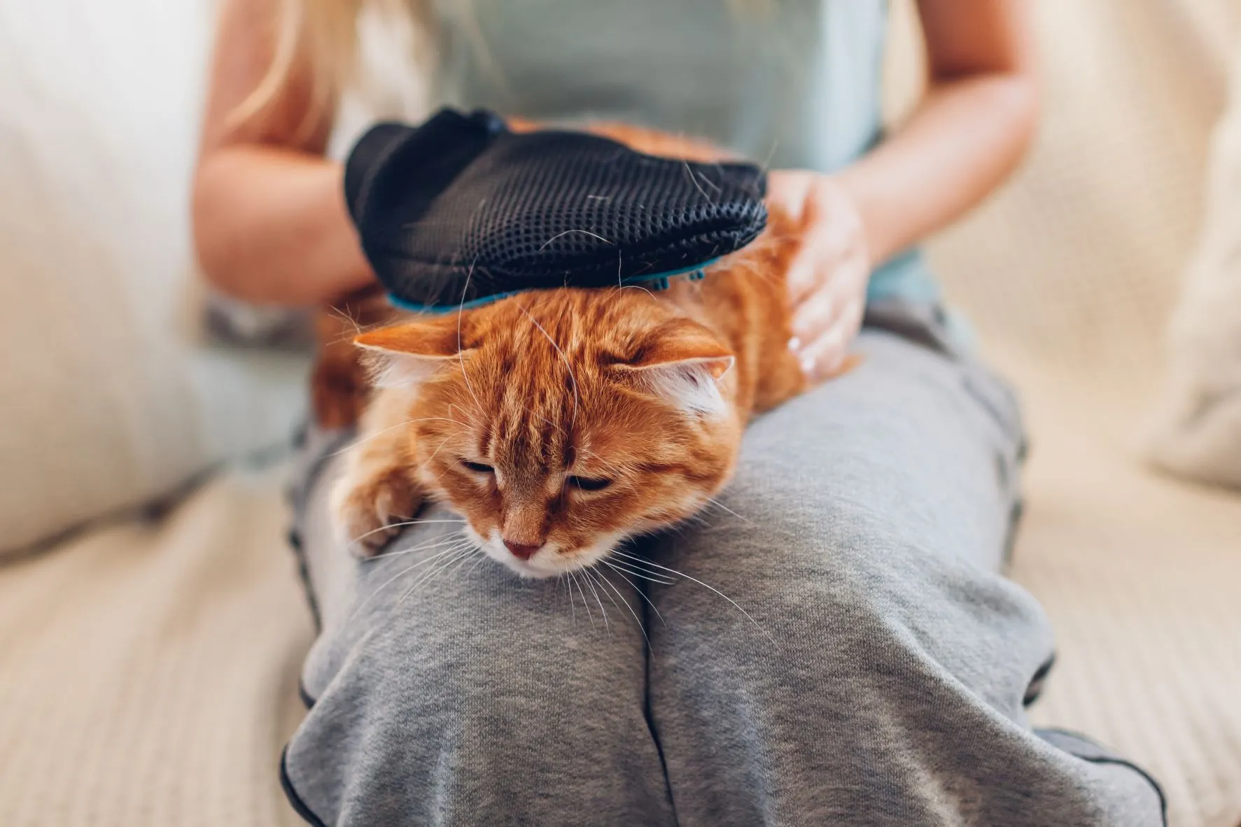 Katze kämmt Fell einer Katze mit einem Fellhandschuh Katze Fellpflege mit Fellhandschuh