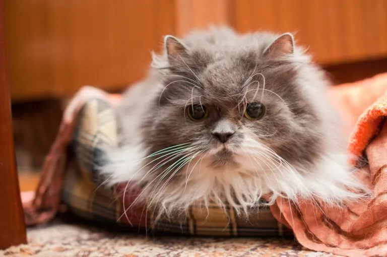 Alte Katze mit Demenz liegt in ihrem Korb demenz bei katzen