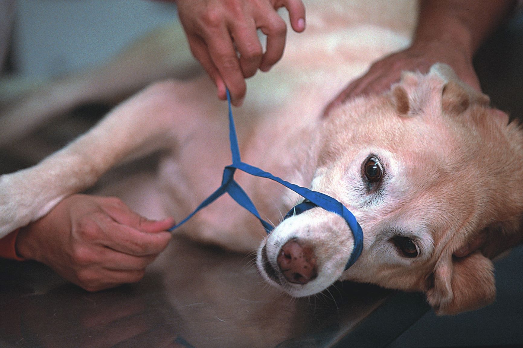 Hund Maulschlinge Tierarzt