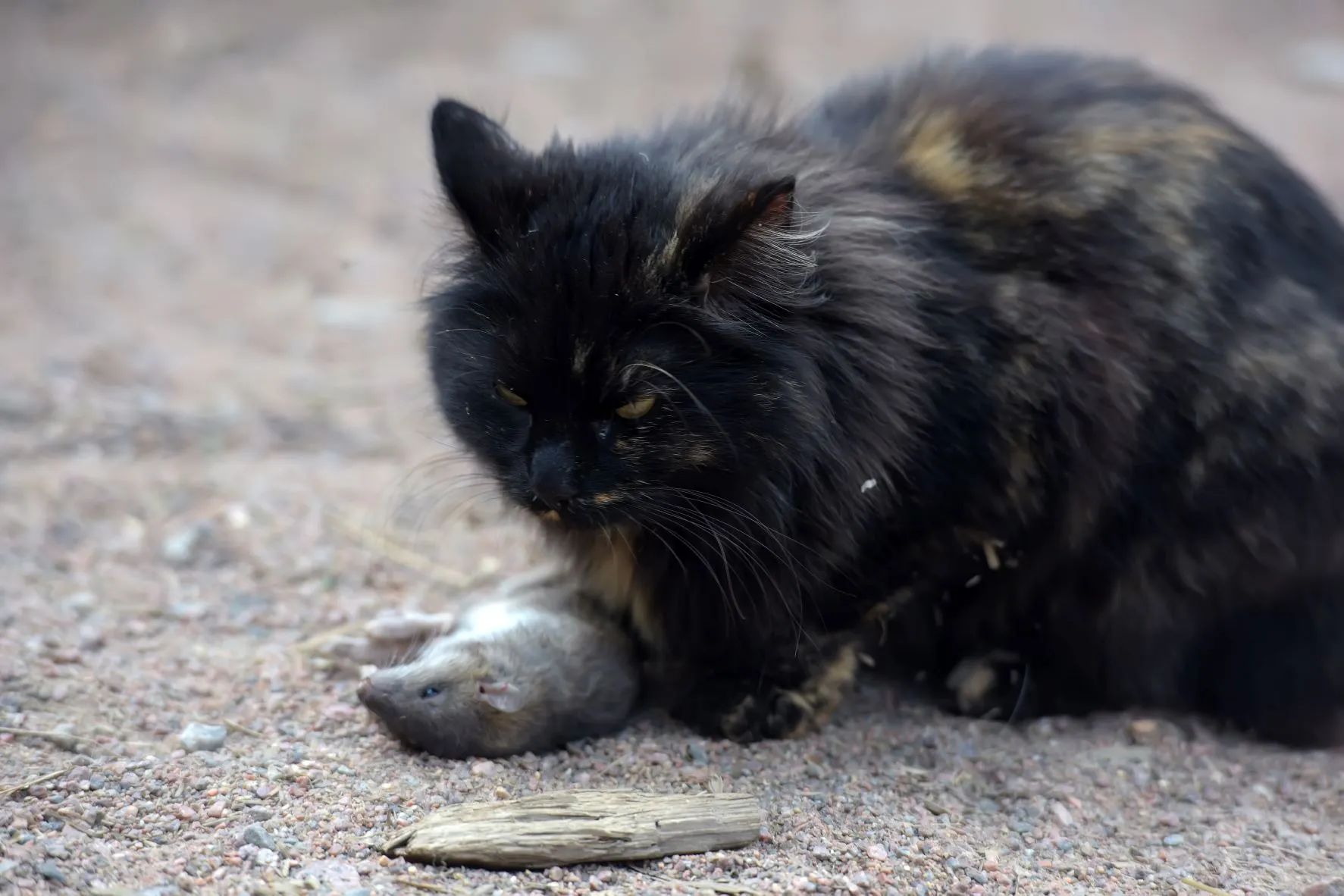 Schwarze Katze frisst Maus Katze frisst Maus