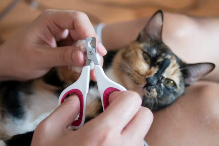 Besitzer schneidet seiner Katze die Krallen Katzenkrallen schneiden