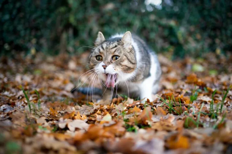 Vergiftete Katze erbricht Katze vergiftet erbricht