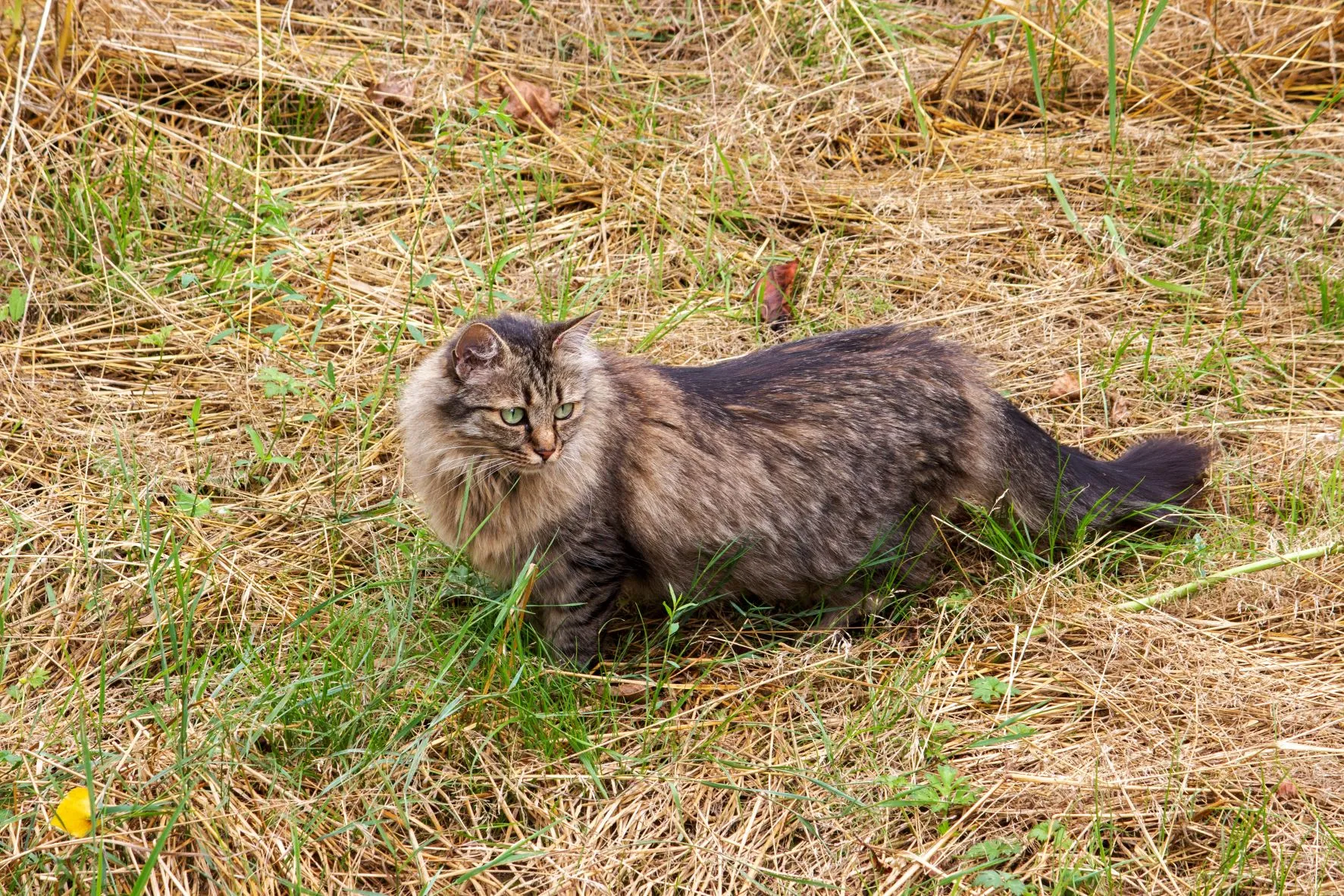 Deutsch Langhaar Katze (DLH) | zooplus Magazine