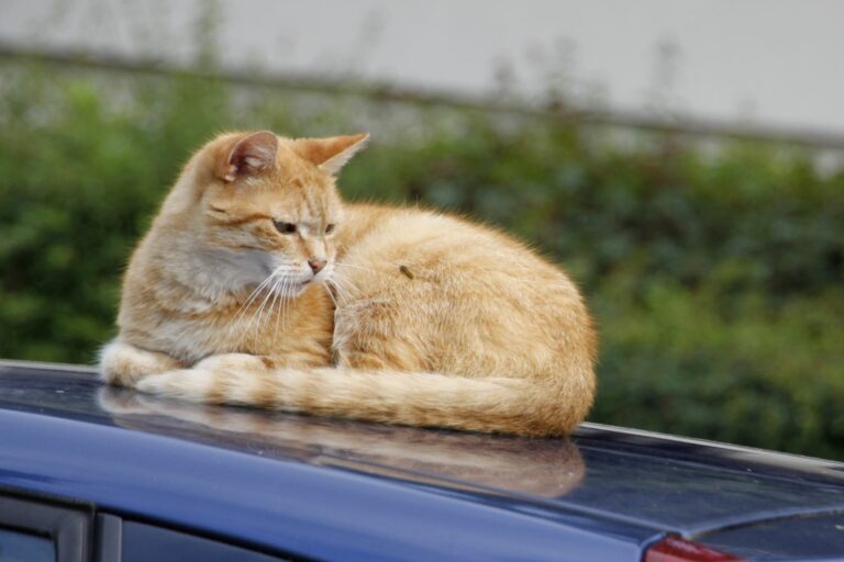 Wespe Katze auf Auto