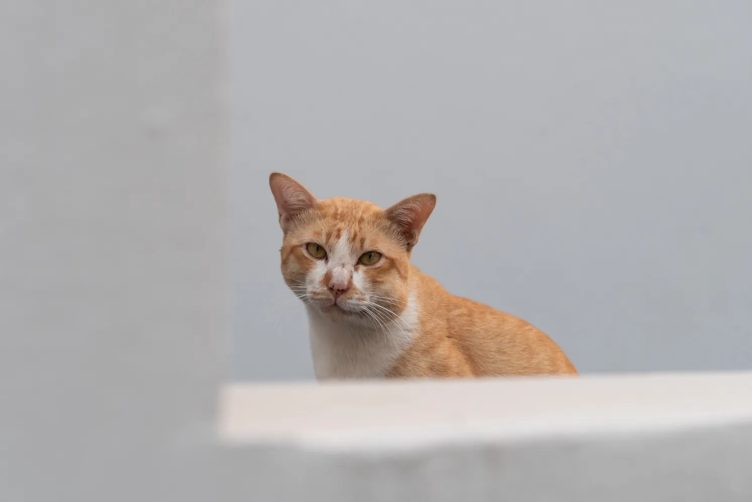 Wespenstich bei Katze