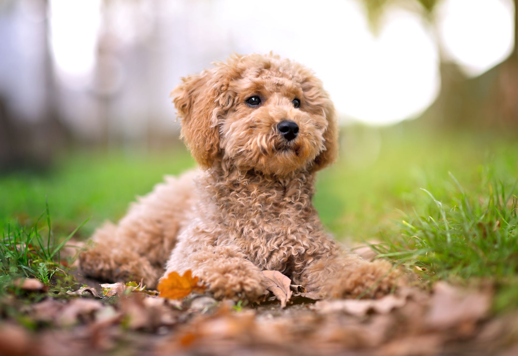 Zwergpudel: Charakter, Gewicht, Haltung, Rassebeschreibung | zooplus.at