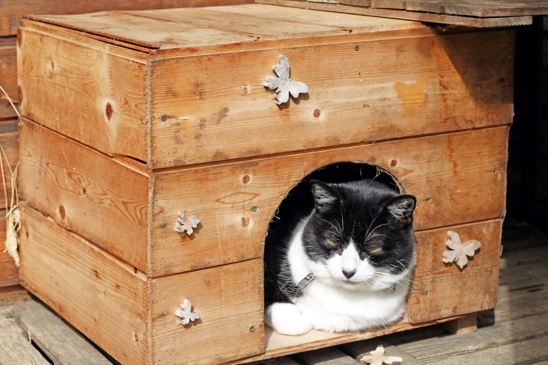 Katzenhtte selber bauen: Tipps und Trick | zooplus.at