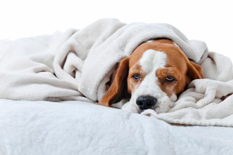 Ein Hund liegt mit Schmerzen unter einer Decke.