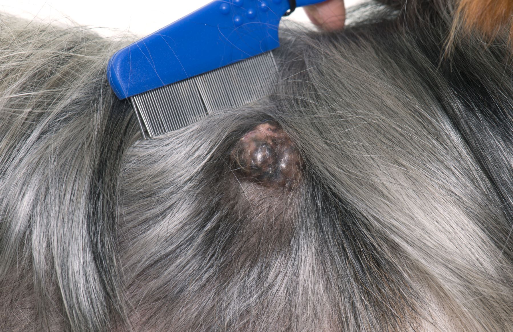 Hautkrebs bei Hunden Tumor