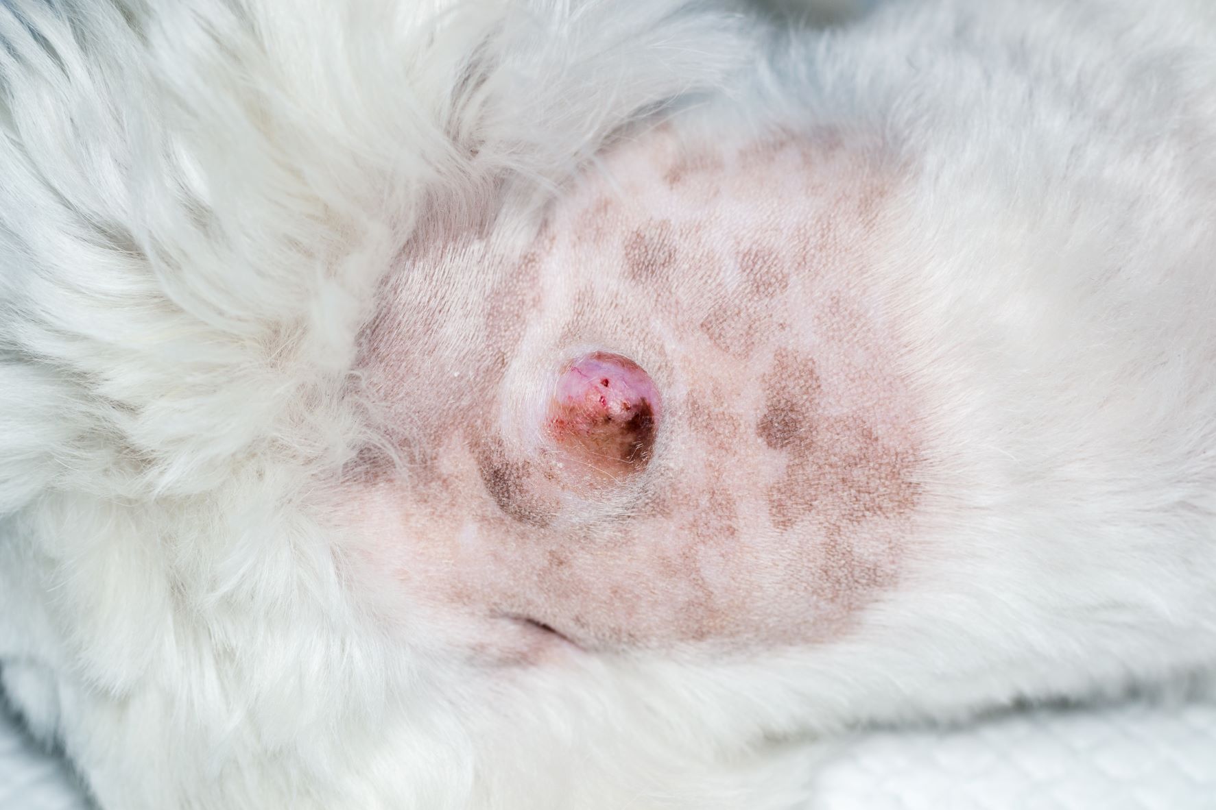 Hautkrebs bei Hunden