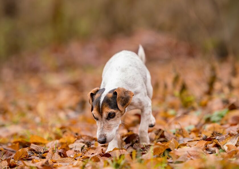 Sind Eicheln giftig für Hunde?