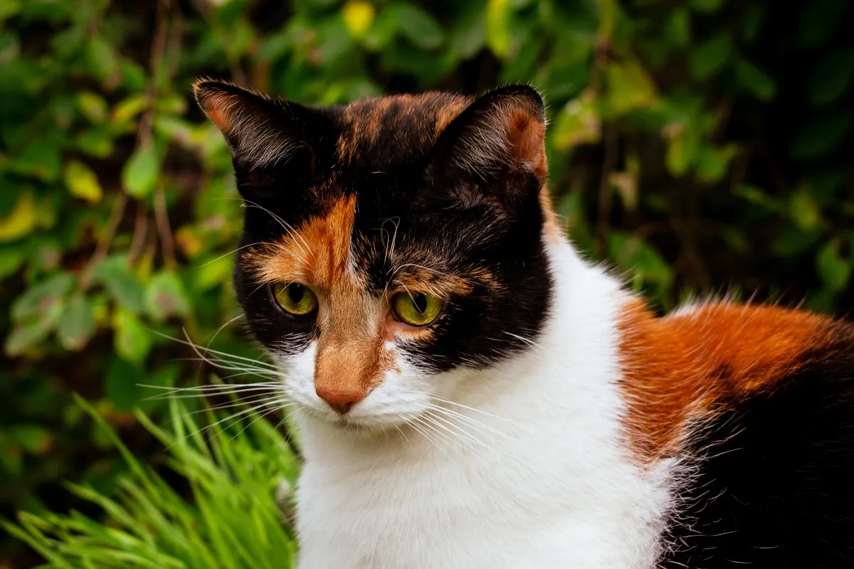 Glckskatze: Aussehen, Bedeutung & Zucht | zooplus Magazine
