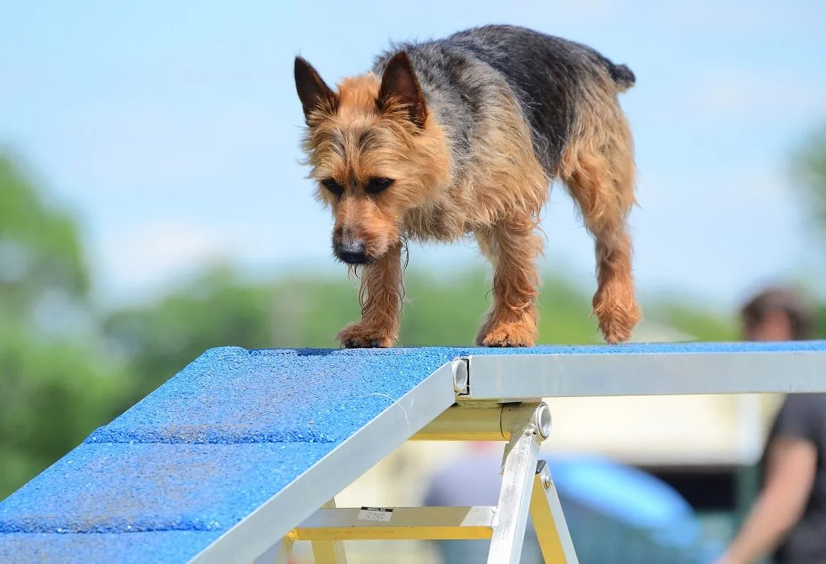Ein Australian Terrier beim Agility australian terrier hund läuft über rampe