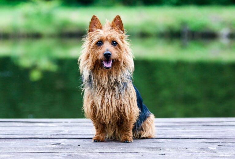 Australian Terrier