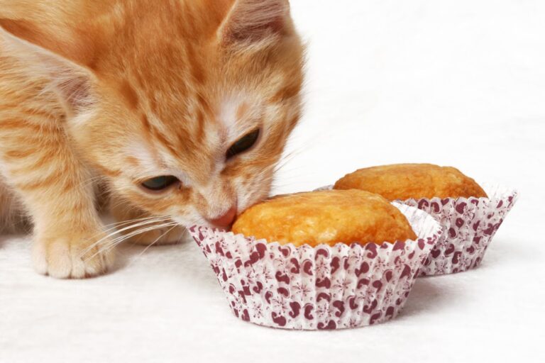 katze schnüffelt an kuchen für katzen