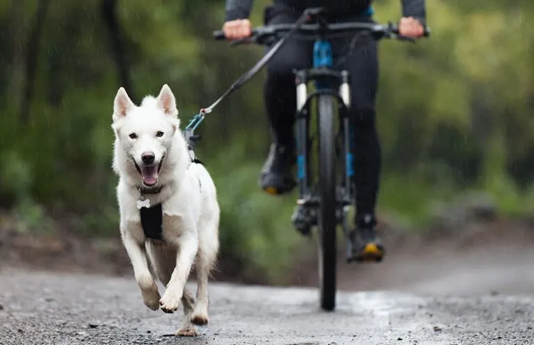 hund und mann auf fahrrad beim bikejoring