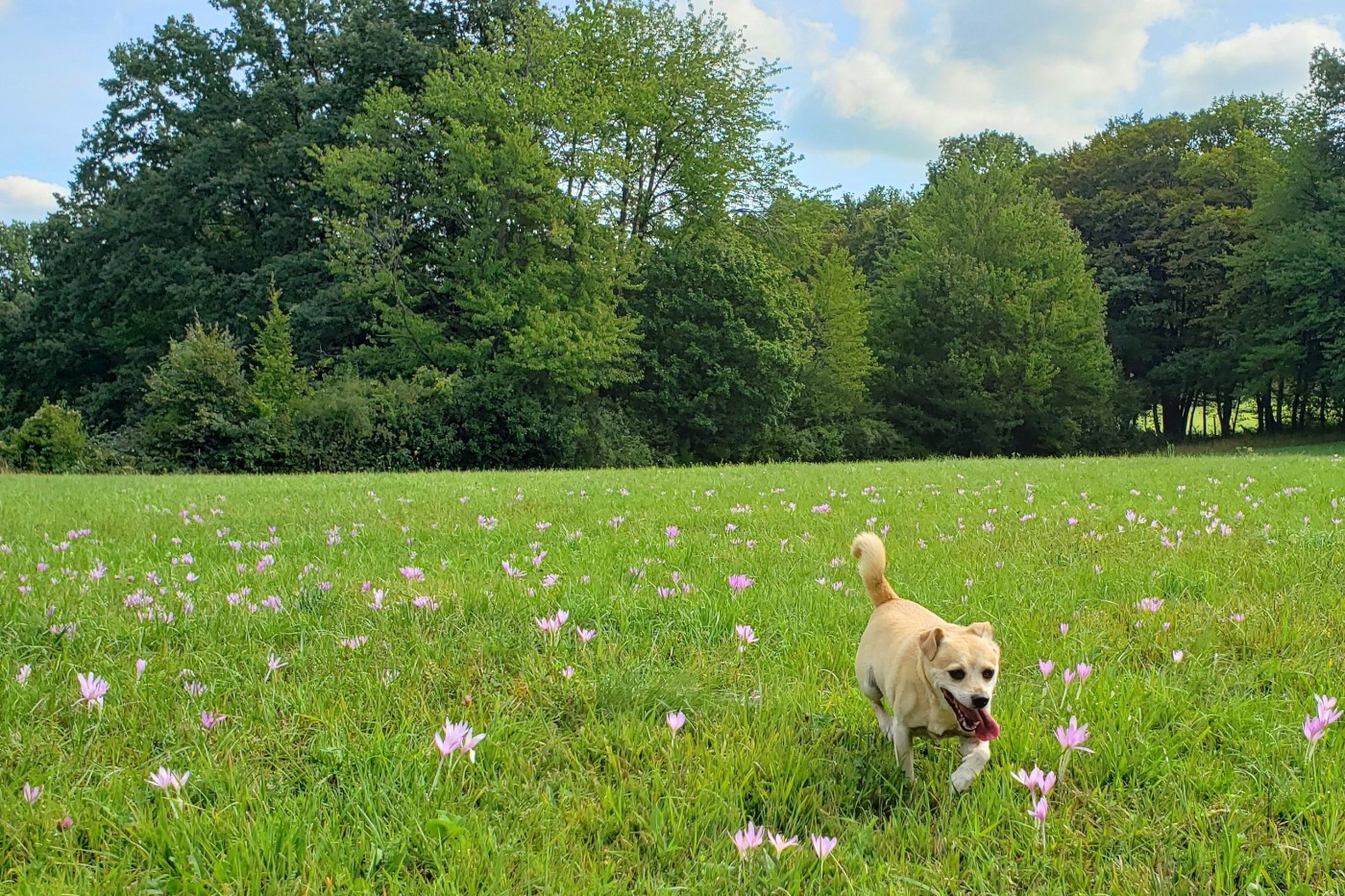 grasfressen beim Hund