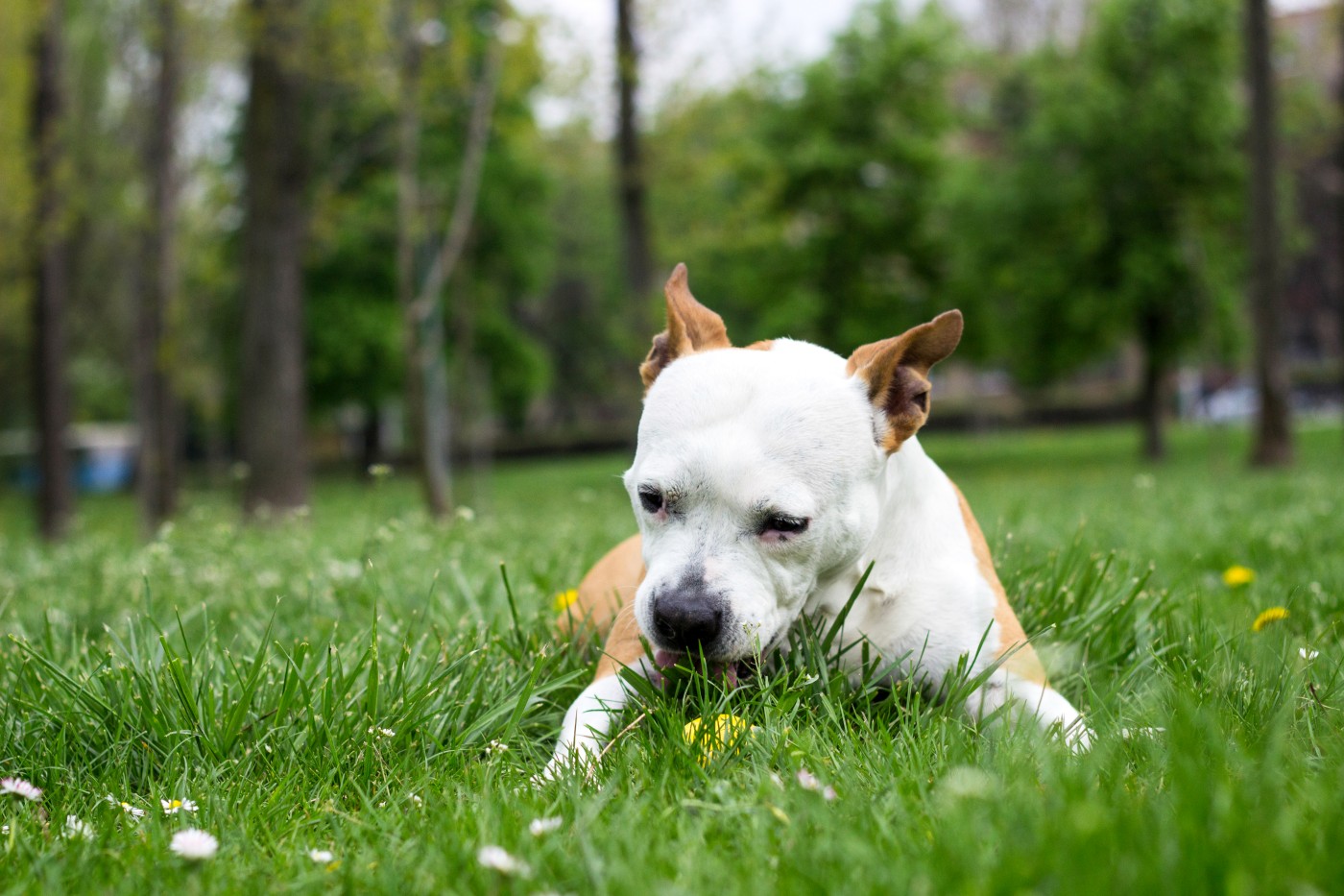 hund frisst gras auf wiese