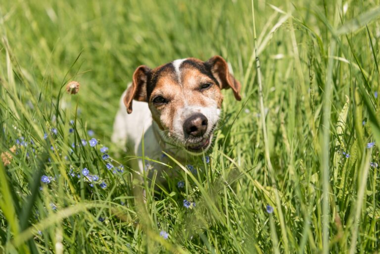 jack russell terrier hund frisst gras