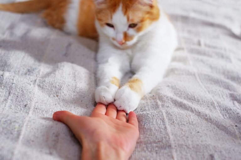 katze berührt hand von menschen