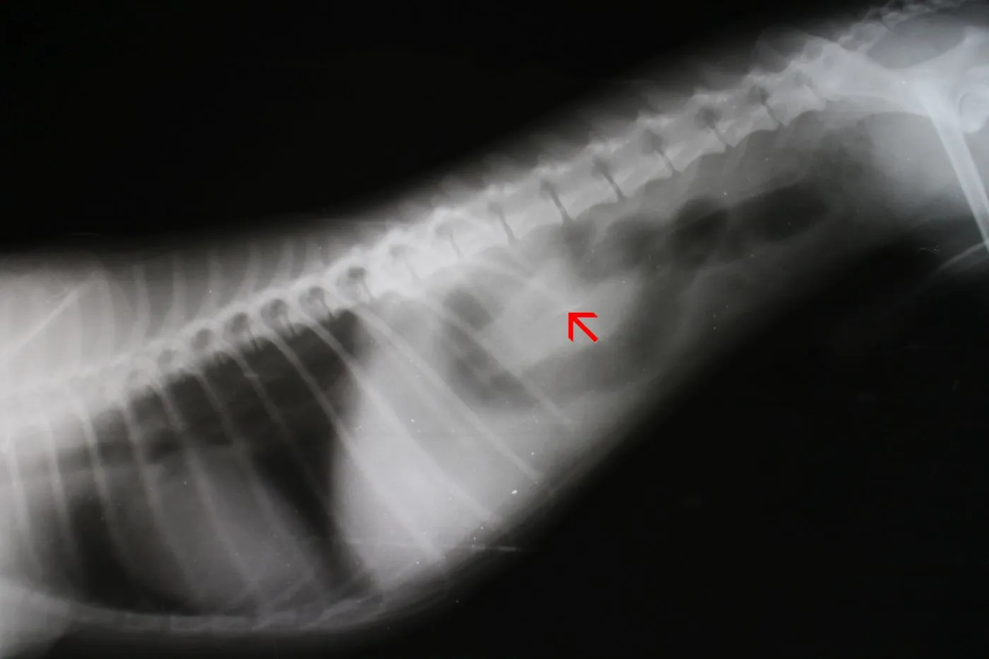 darmverschluss beim hund im röntgenbild