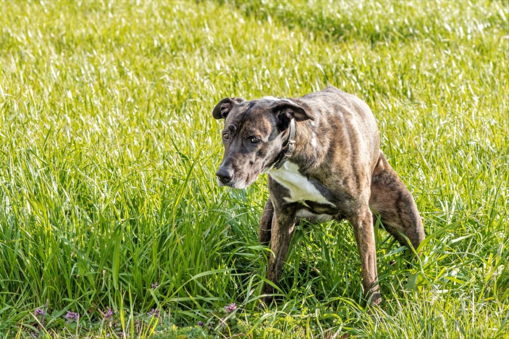 Darmverschluss beim Hund | zooplus.at Magazin